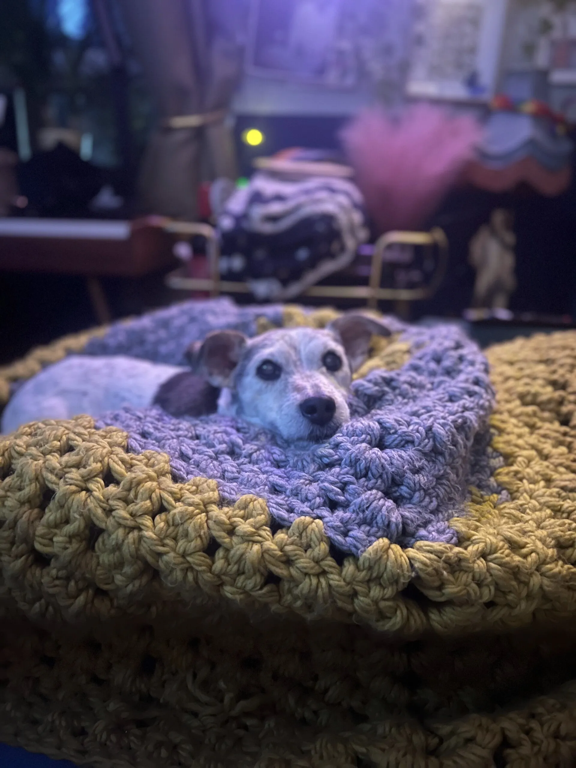 Tommy resting in his favourite cosy blanket